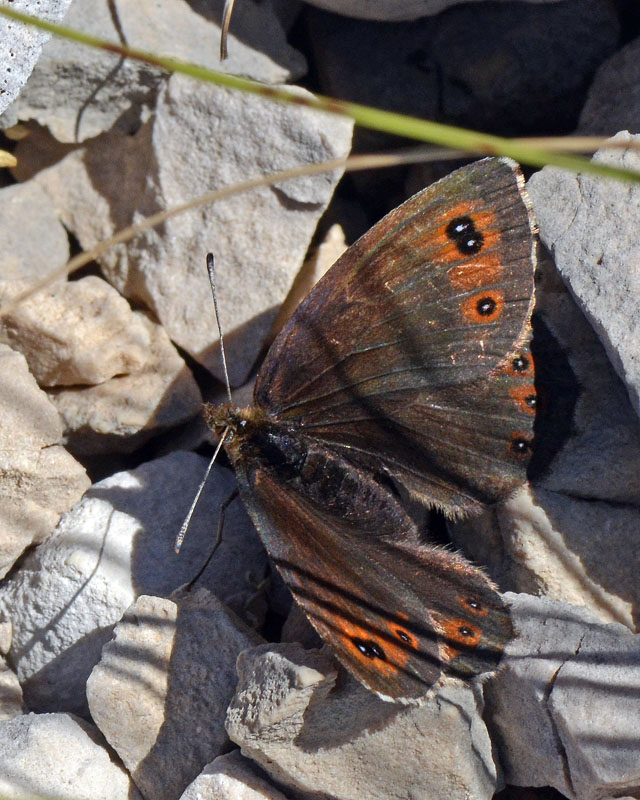 Erebia montana ?
